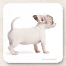 Recherche de chiwawa photographie Chiens