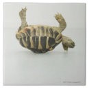 Recherche de équilibre carreaux Animal