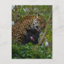 Recherche de jaguars cartes postales Gros chat
