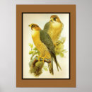 Recherche de oiseaux vintages posters Vieux