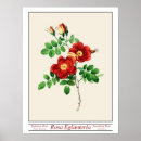 Recherche de rosa posters Rose