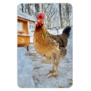 Recherche de pouliches magnets Ferme
