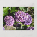Recherche de fushia posters Violet