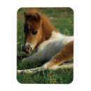 Recherche de fixation magnets Poulain