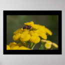 Recherche de plan rapproché posters Insecte