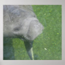 Recherche de manatee posters Lamer