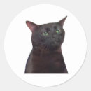 Recherche de black cat autocollants Animal