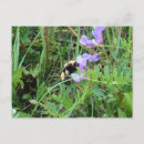 Recherche de abeilles sauvages cartes postales Photographie de la nature