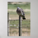 Recherche de pigeons posters Faune