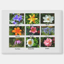 Recherche de grande fleur magnets Botanique