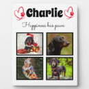 Recherche de chiens plaques Amoureux des chiens