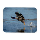 Recherche de nous aigle magnets Ailes