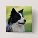 Recherche de border badges Dog