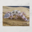 Recherche de photo de lézard cartes postales Nature