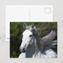 Recherche de gris cartes postales Étalon