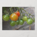 Recherche de tomate verte invitations Jardin