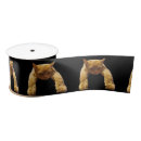 Recherche de chat rubans Animal