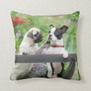 Recherche de chiot de carlin coussins Drôle