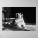 Recherche de st bernard posters Canine