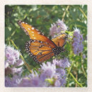 Recherche de photos papillons de dessous de verres Insecte