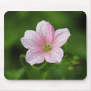 Recherche de géranium tapis souris Rose
