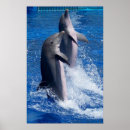 Recherche de de dauphin posters Amoureux des dauphins