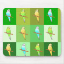 Recherche de perruches tapis souris Oiseaux