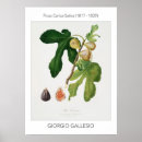 Recherche de vintage botanical posters Drawing