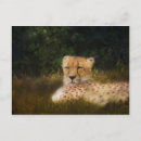 Recherche de animaux savane cartes postales Guépard