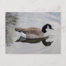 Recherche de natation cartes postales Oiseau