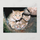 Recherche de felix le chat posters Chaton