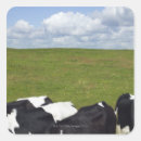 Recherche de bétail autocollants Nature
