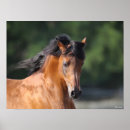 Recherche de cheval de baie posters Race