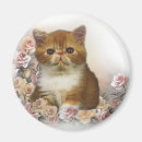 Recherche de chaton persan magnets Chats