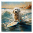 Recherche de coton de tulear posters Pour tous