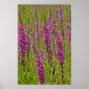 Recherche de marécages posters Plante
