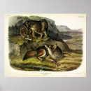 Recherche de loup de prairie Coyote