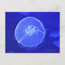 Recherche de meduse cartes postales Mer