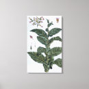 Recherche de plat impressions sur toile Plantes