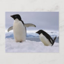Recherche de pingouin antarctique cartes postales Personne