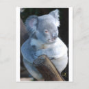Recherche de koala câlin cartes postales Mignonette