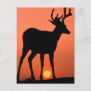 Recherche de mulets cartes postales Faune