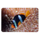 Recherche de poissons tropicaux magnets Vie marine