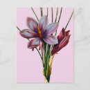 Recherche de fleurs de crocus cartes postales Safran