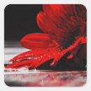 Recherche de gerbera rouge autocollants Marguerite