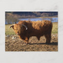 Recherche de taureaux cartes postales Europe