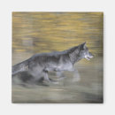 Recherche de course magnets Nature