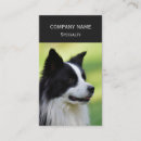 Recherche de border collie Noir