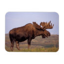 Recherche de herbivore magnets Ak