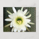 Recherche de reine de la nuit cartes postales Cactus